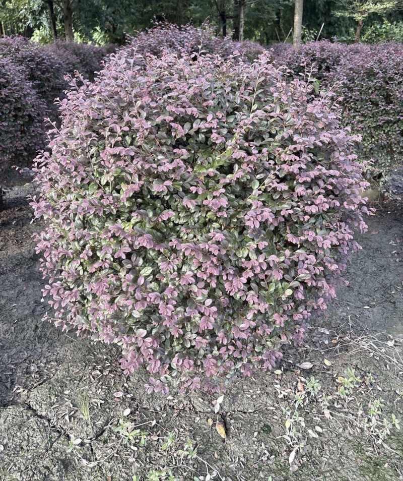 红花继木球，冠幅80-1米1.2米1.5米，各种规格批发