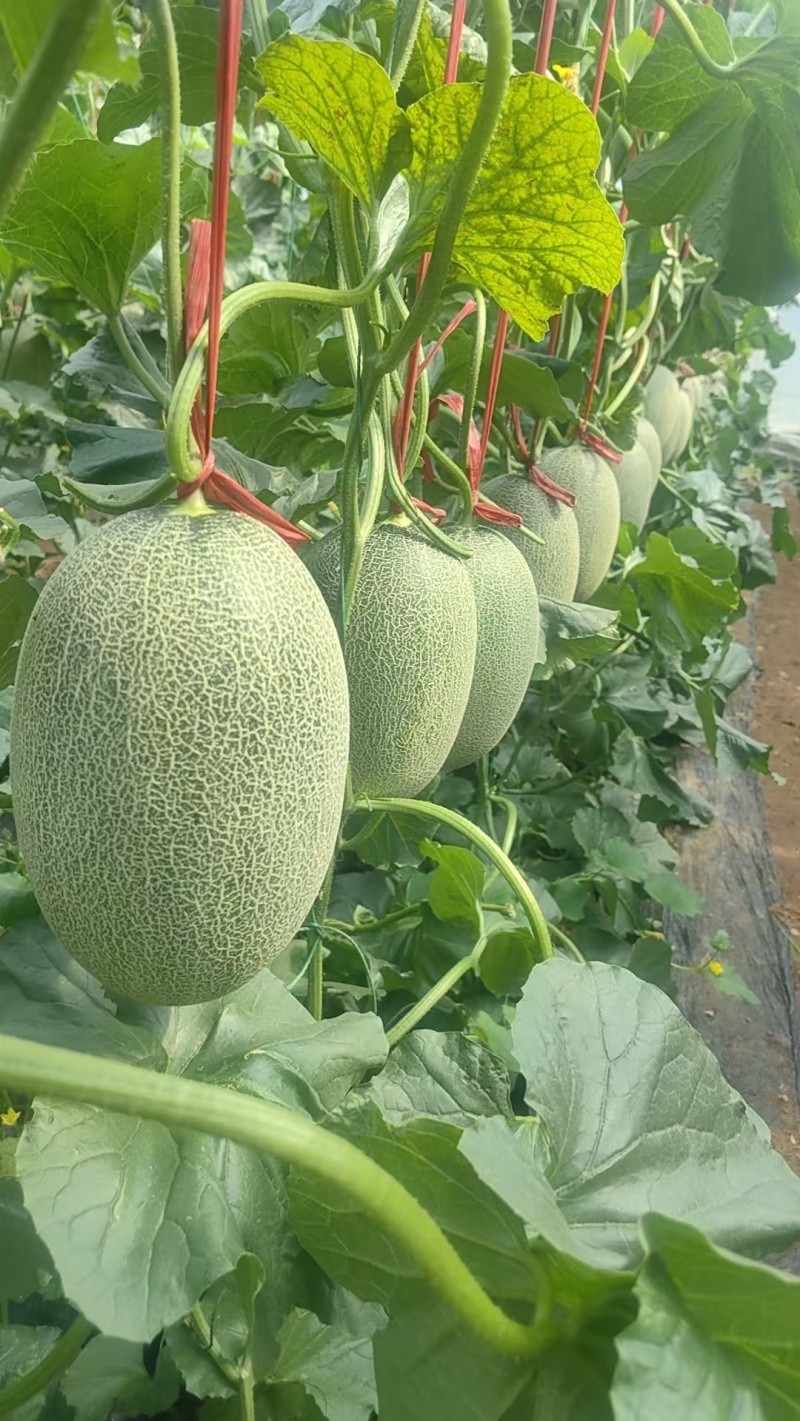山东哈密瓜，西州蜜晓蜜25大棚种植，秋季瓜大量上市中