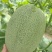山东哈密瓜，西州蜜晓蜜25大棚种植，秋季瓜大量上市中