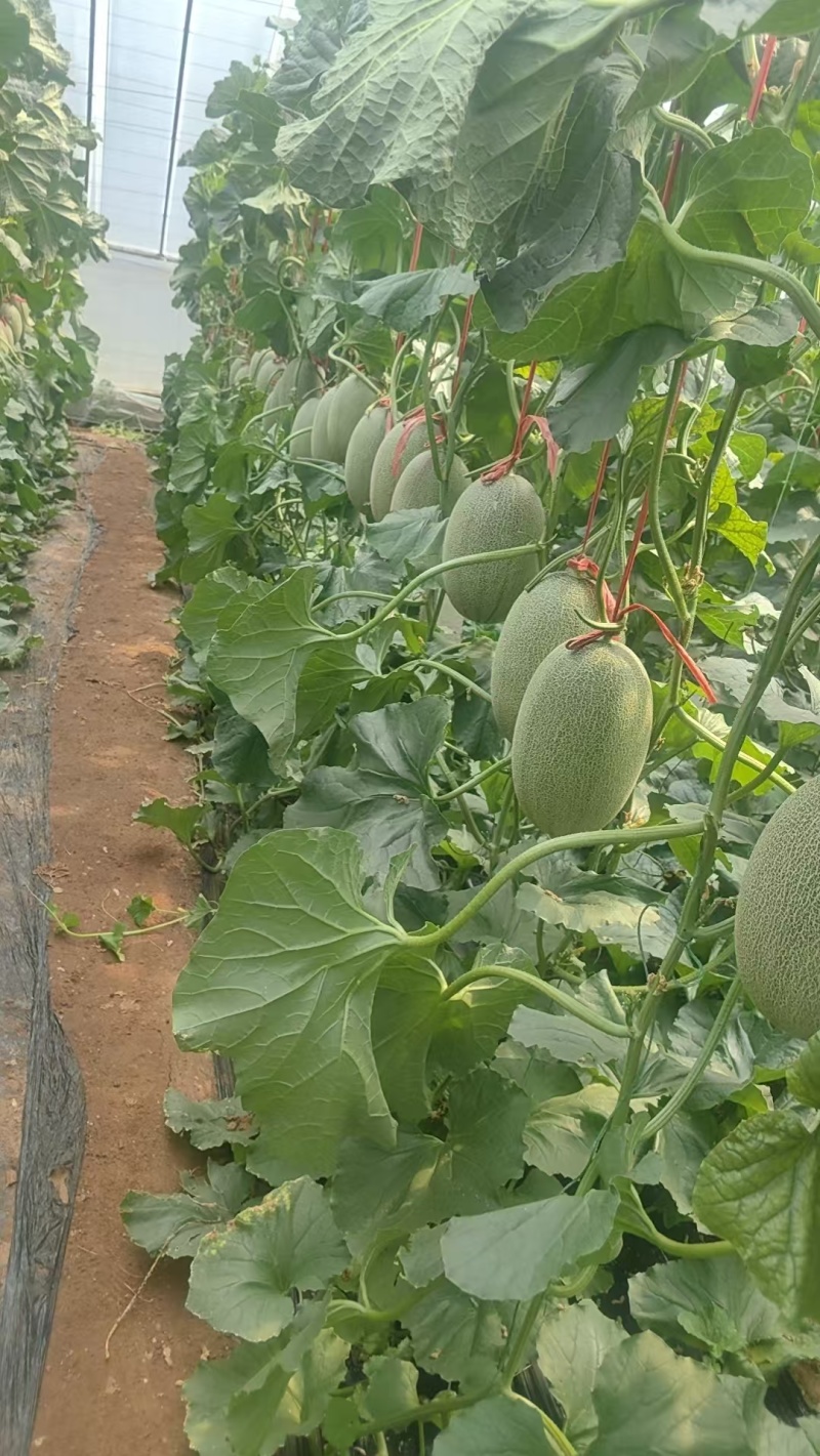 山东哈密瓜，西州蜜晓蜜25大棚种植，秋季瓜大量上市中