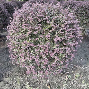 红花继木球，冠幅80-1米1.2米1.5米，各种规格批发