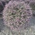 红花继木球，冠幅80-1米1.2米1.5米，各种规格批发