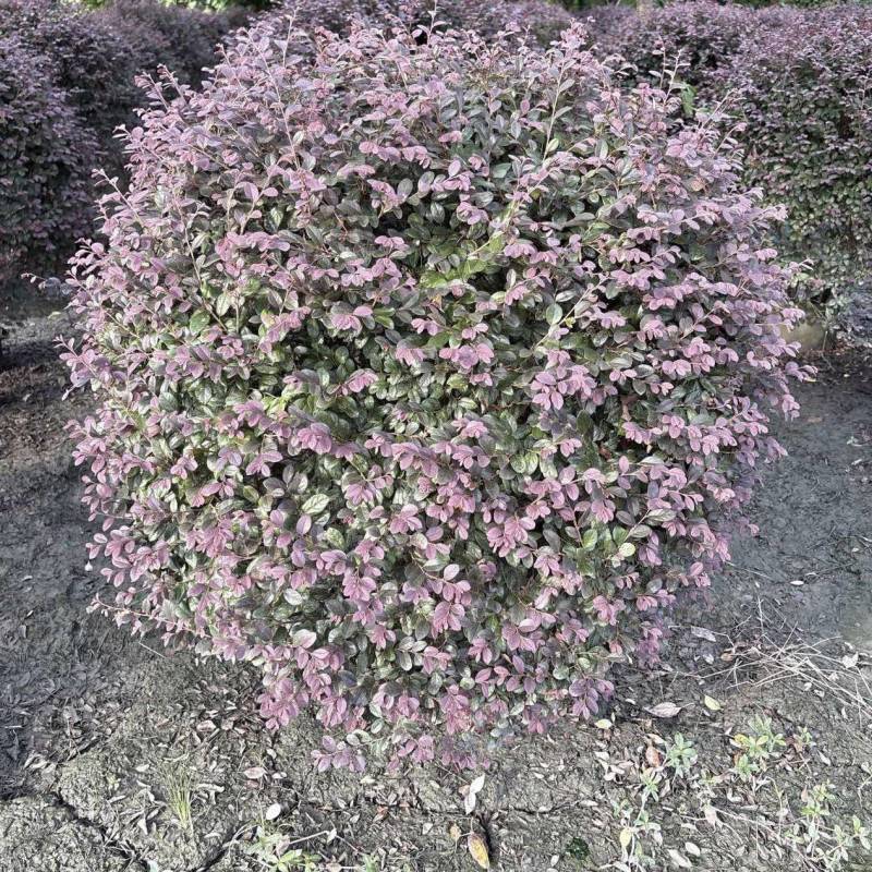 红花继木球，冠幅80-1米1.2米1.5米，各种规格批发