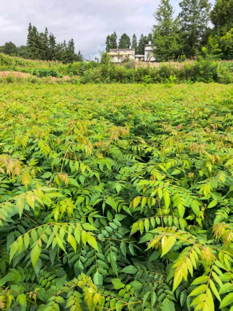 栾树苗湖北基地直达，一手货源价优品质保证诚信经营欢迎来电