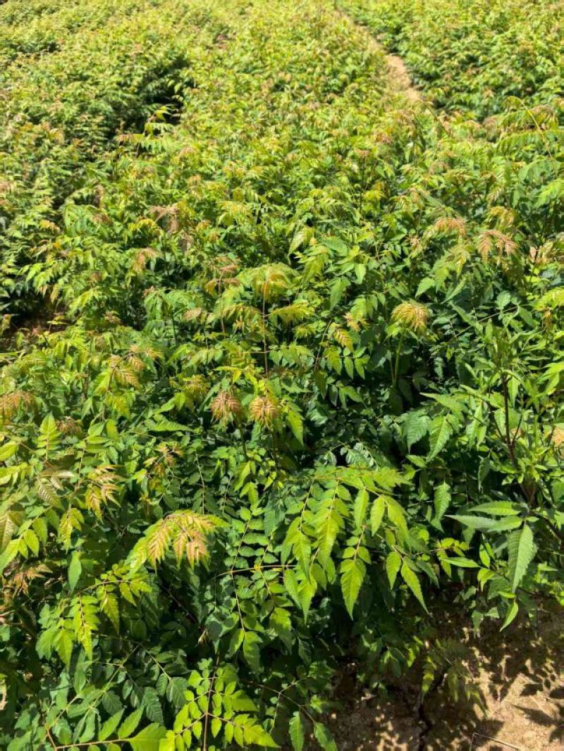 栾树苗湖北基地直达，一手货源价优品质保证诚信经营欢迎来电