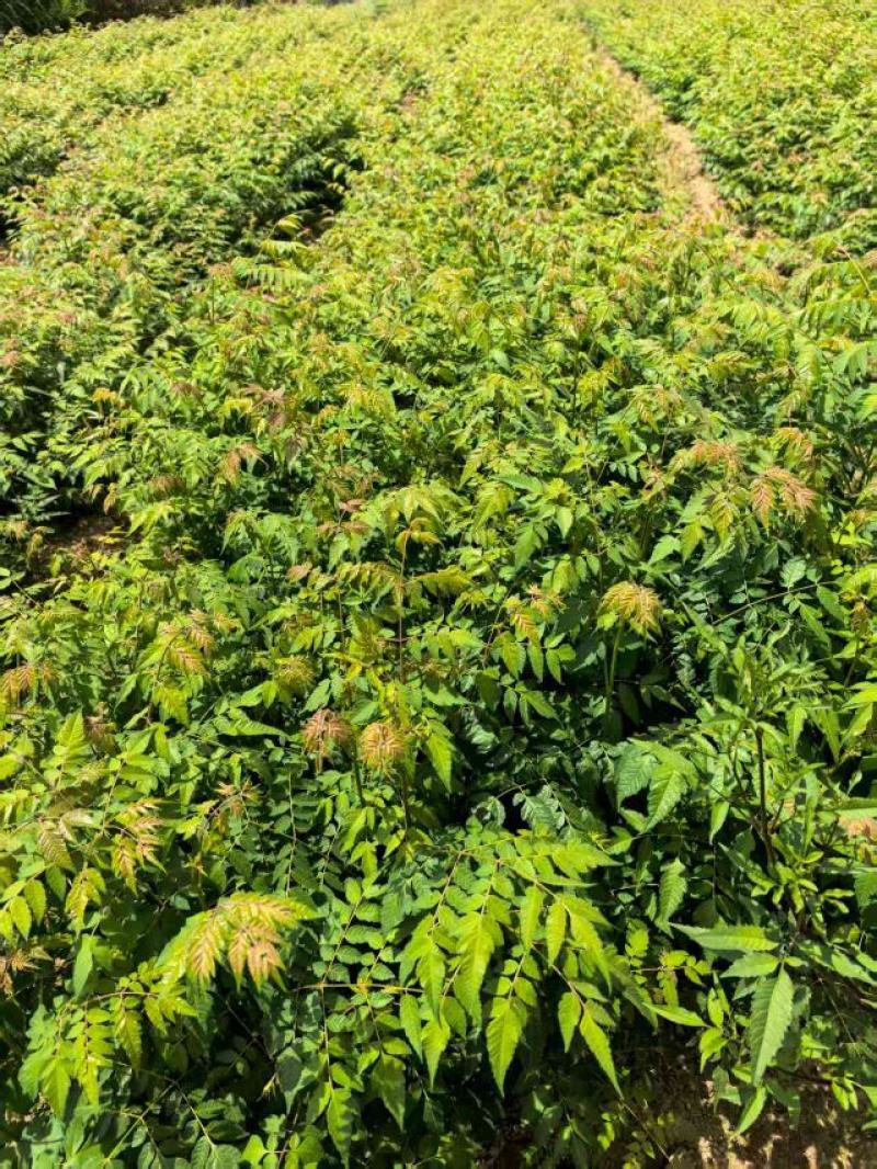 栾树苗湖北基地直达，一手货源价优品质保证诚信经营欢迎来电