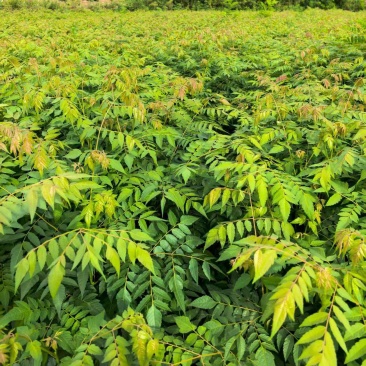 栾树苗湖北基地直达，一手货源价优品质保证诚信经营欢迎来电
