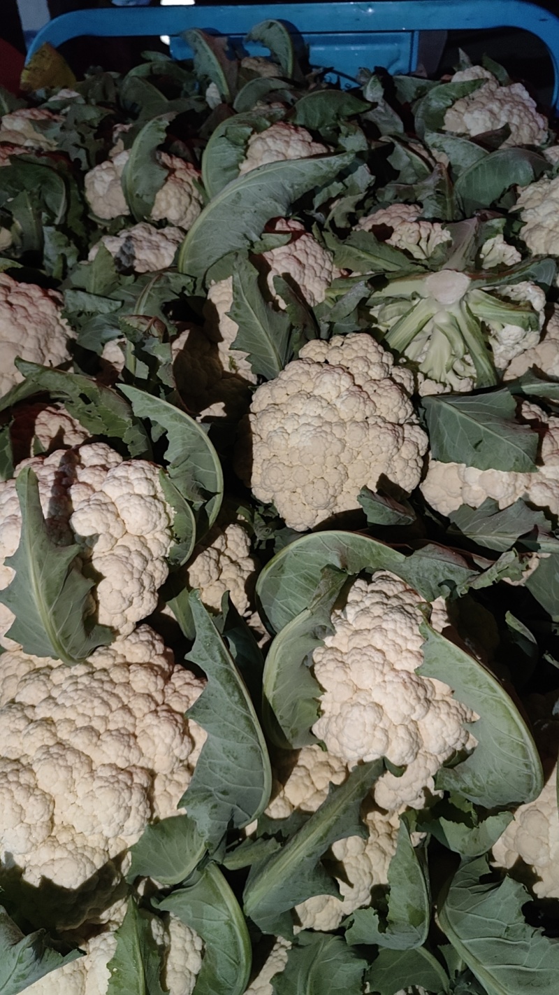 多年老店松花菜大量上市产地直发好货不等人