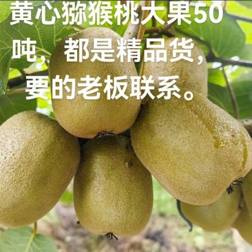 云南高山黄心猕猴桃