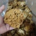 选躲滑子菇，产地，福建古田食用菌批发市场，产地直销，