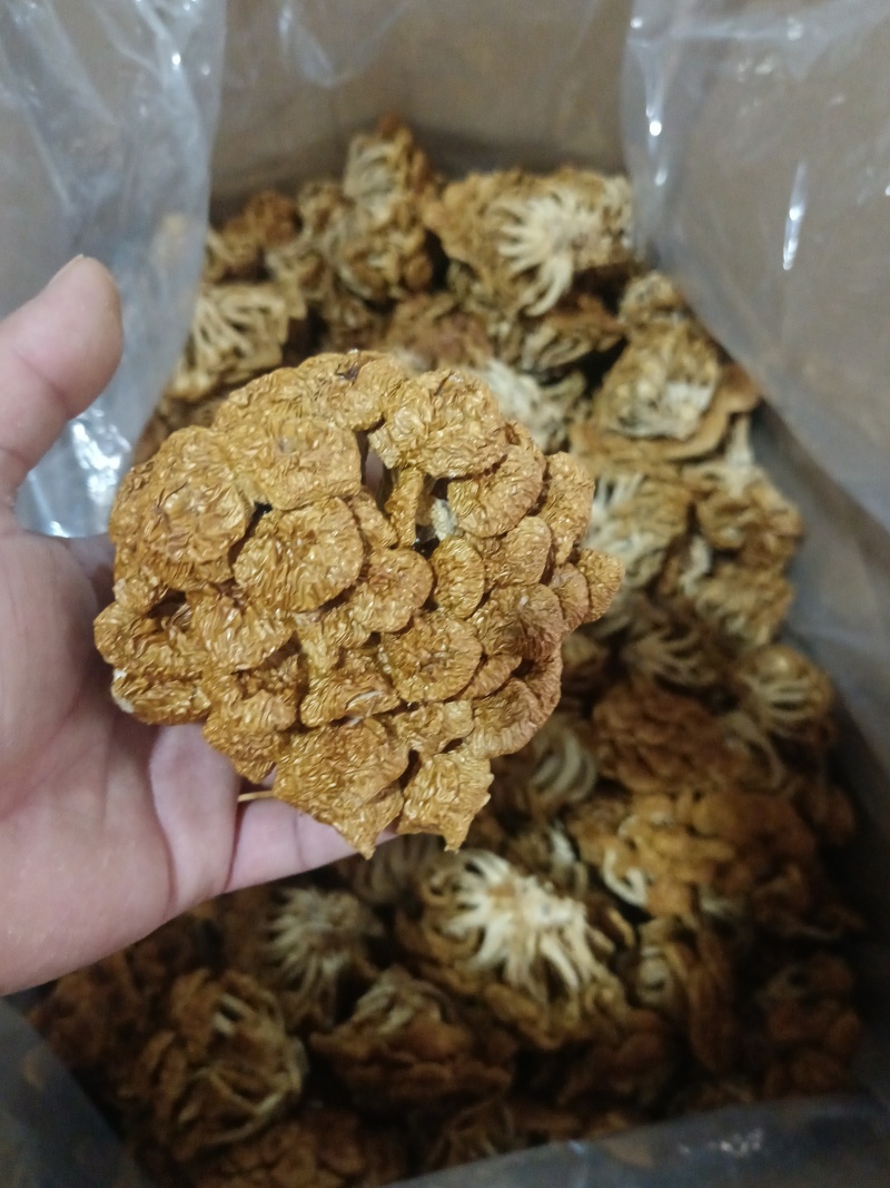 选躲滑子菇，产地，福建古田食用菌批发市场，产地直销，