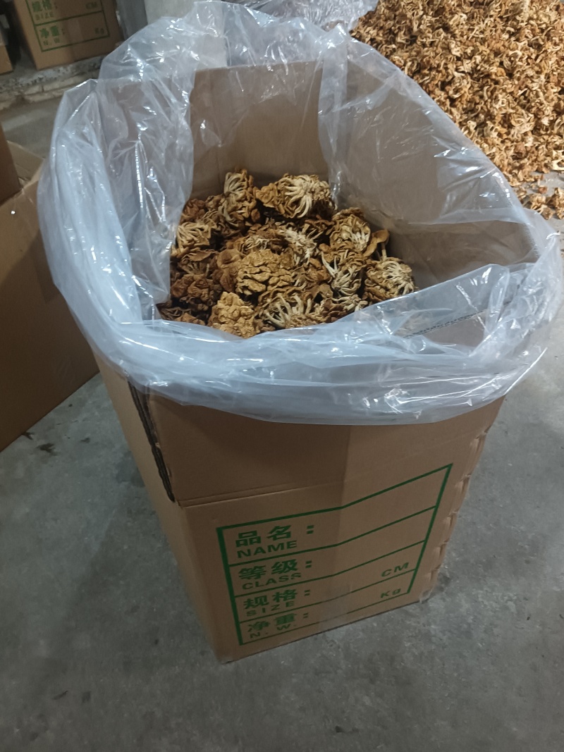 选躲滑子菇，产地，福建古田食用菌批发市场，产地直销，