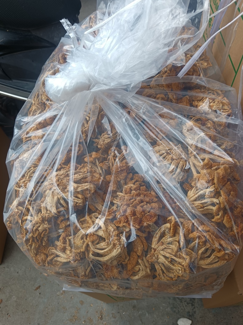 选躲滑子菇，产地，福建古田食用菌批发市场，产地直销，