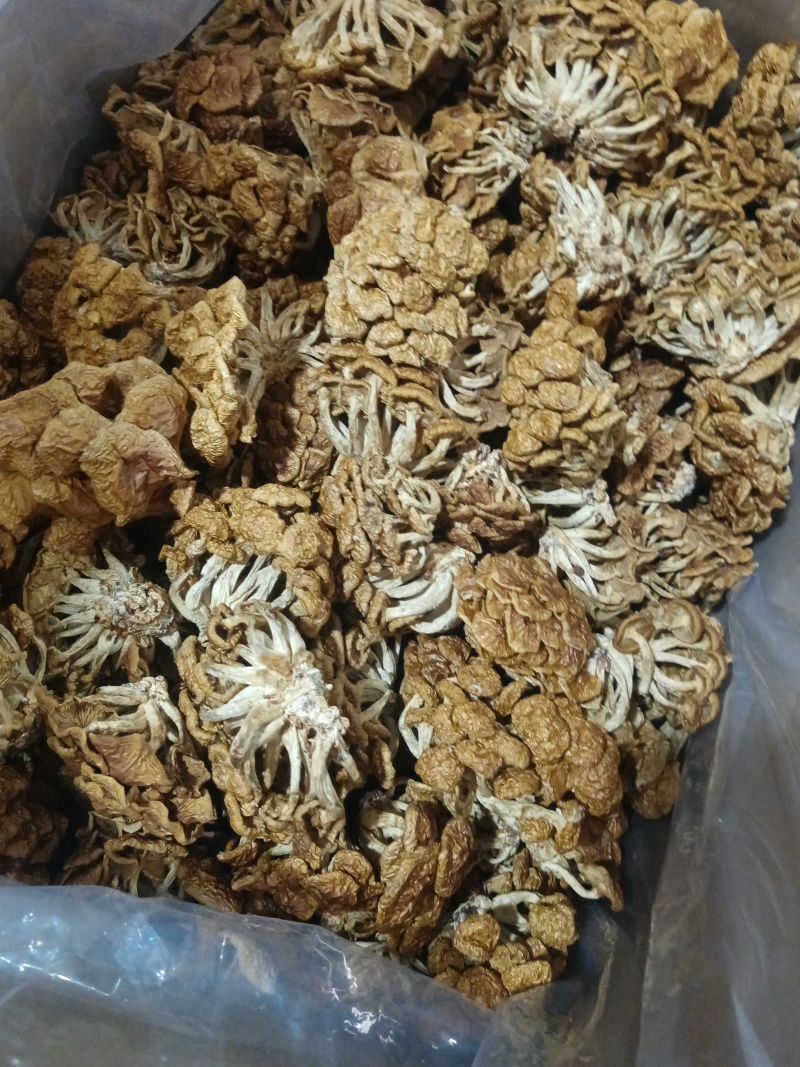 选躲滑子菇，产地，福建古田食用菌批发市场，产地直销，