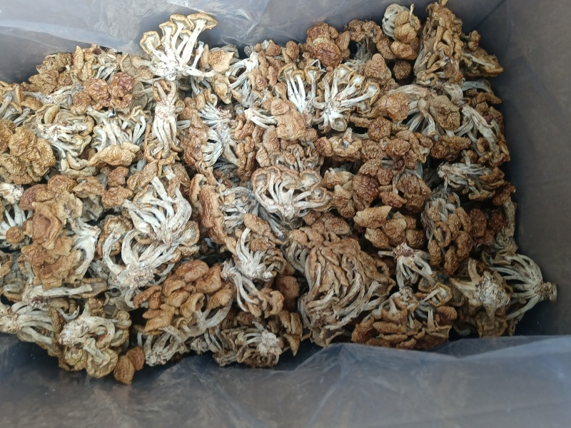 选躲滑子菇，产地，福建古田食用菌批发市场，产地直销，