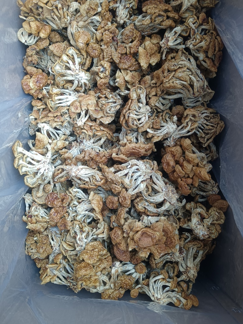 选躲滑子菇，产地，福建古田食用菌批发市场，产地直销，