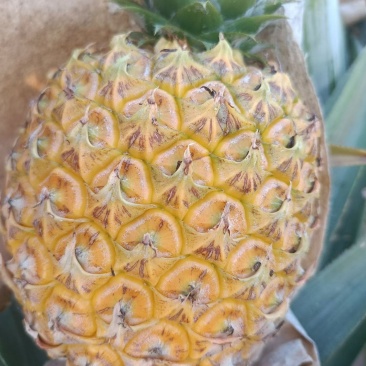 芒果凤梨
