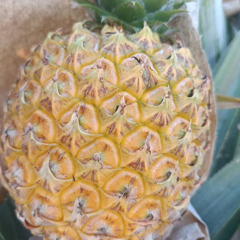 芒果凤梨