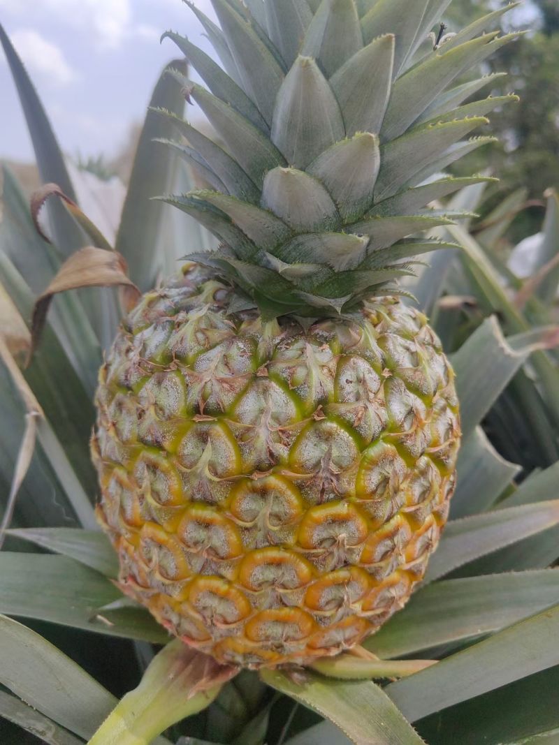 芒果凤梨
