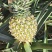 芒果凤梨