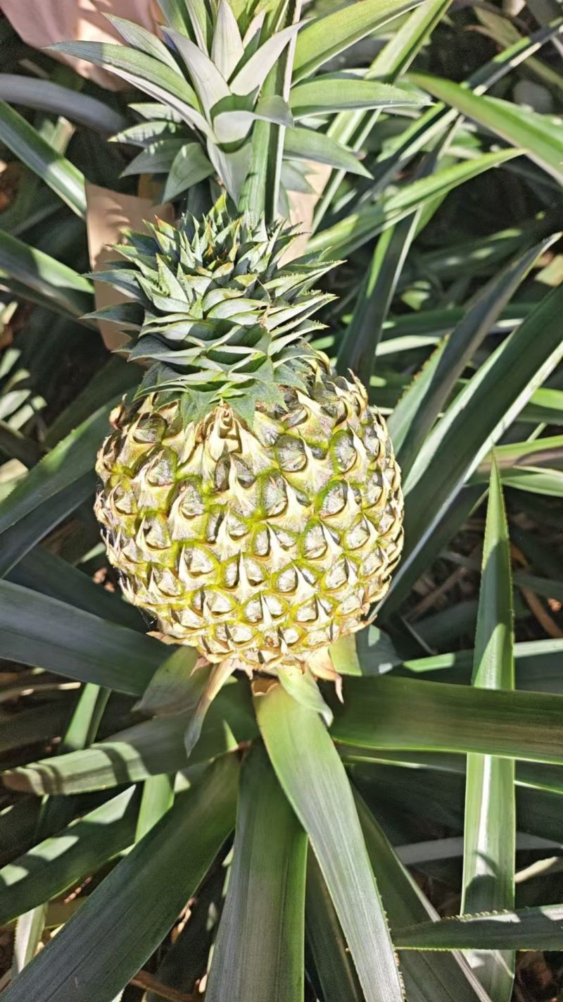 芒果凤梨