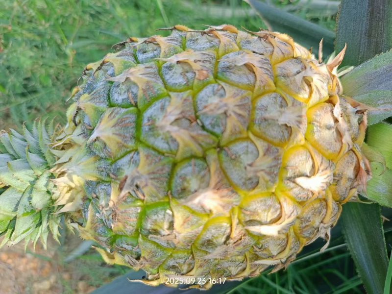 芒果凤梨