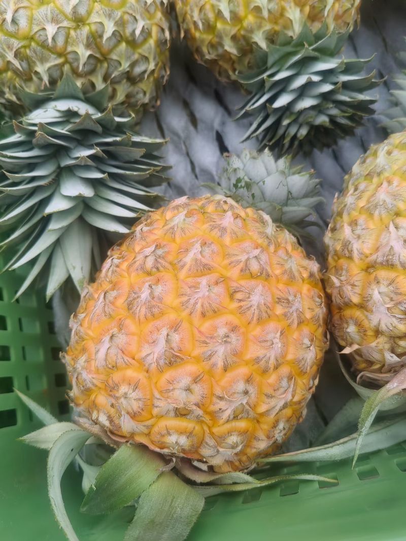 芒果凤梨