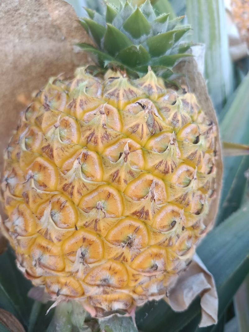 芒果凤梨