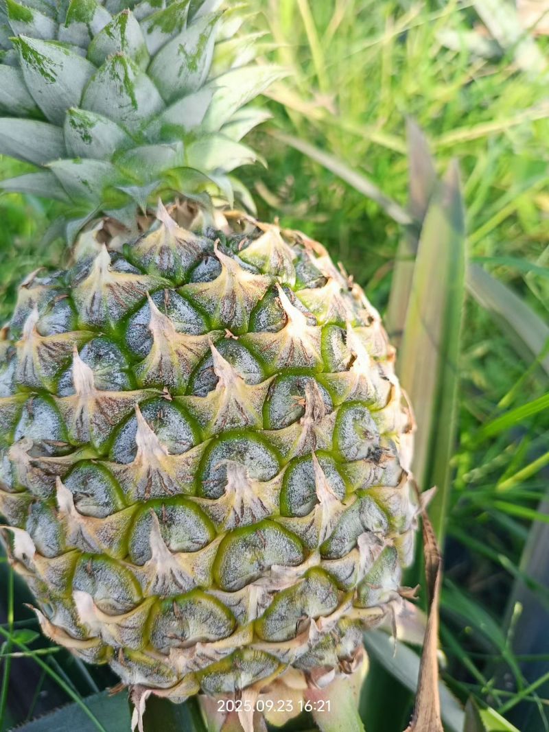 芒果凤梨