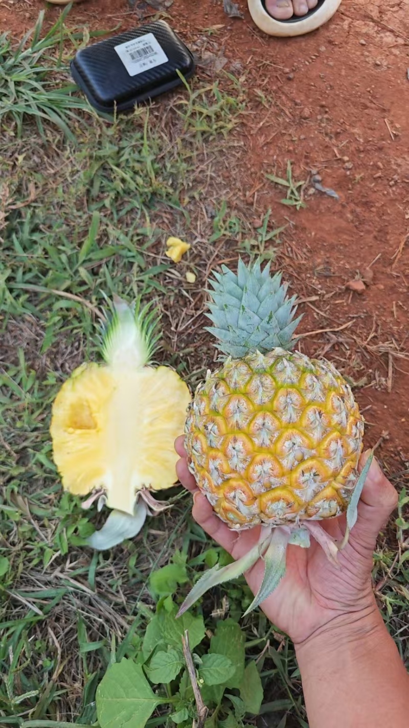 芒果凤梨
