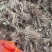 自种甜当归，鲜货，量大品质好，对接全国各地的商家。