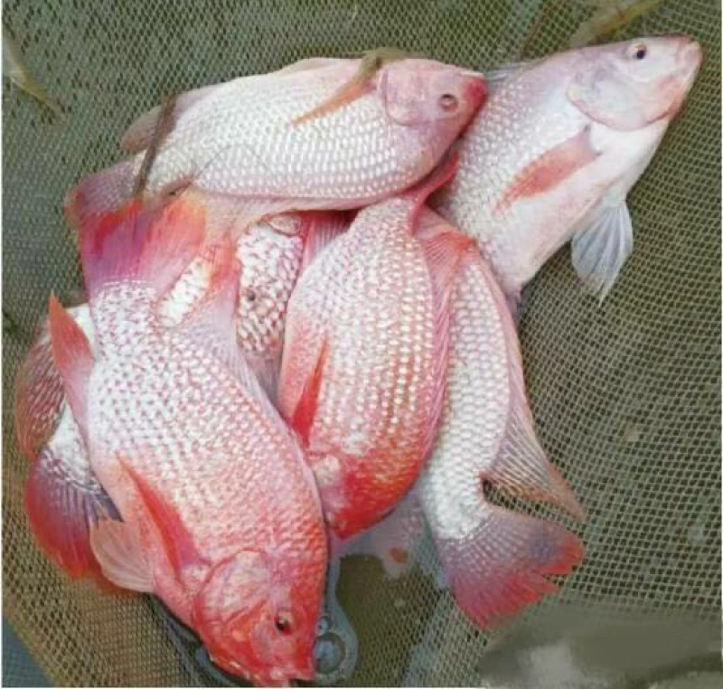 红罗非鱼苗苗长直供没有中间商全国快速发货中山珠海江门