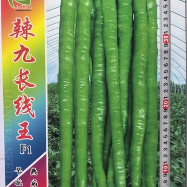 辣椒种子辣九长线王早熟结果多椒条顺直长薄皮抗病高产