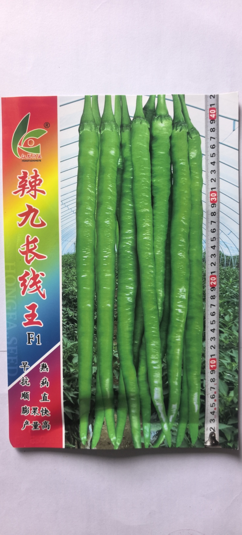 辣椒种子辣九长线王早熟结果多椒条顺直长薄皮抗病高产