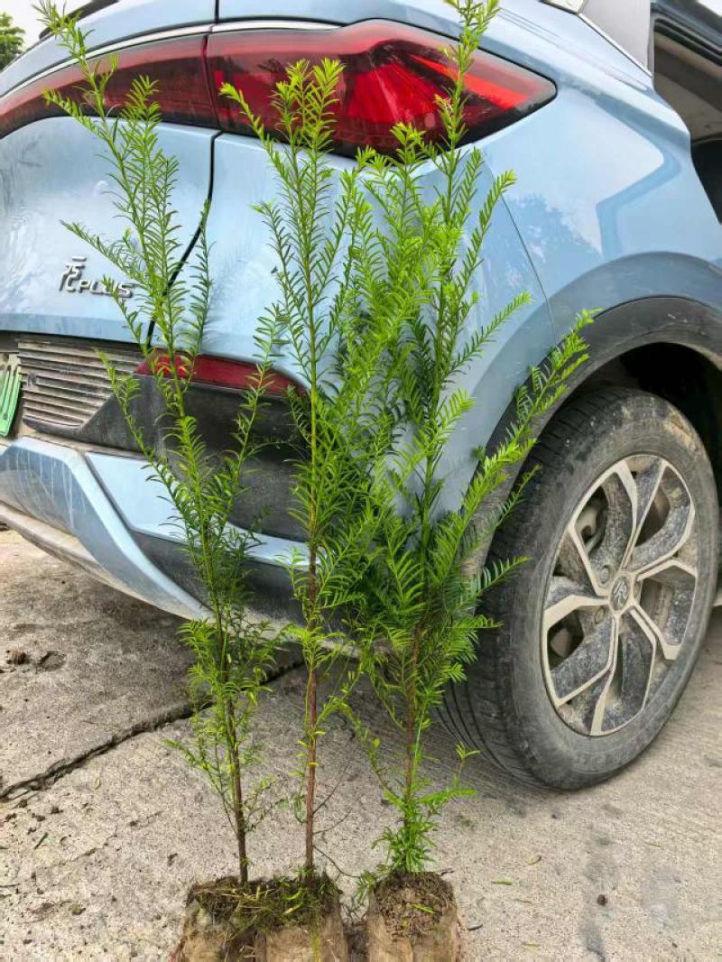 红豆杉杯苗产地直销一手货源提供技术指导全国发货可当地考察