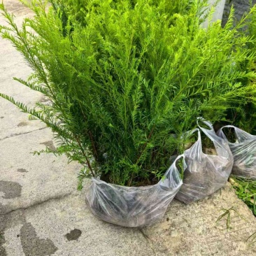 红豆杉杯苗产地直销一手货源提供技术指导全国发货可当地考察