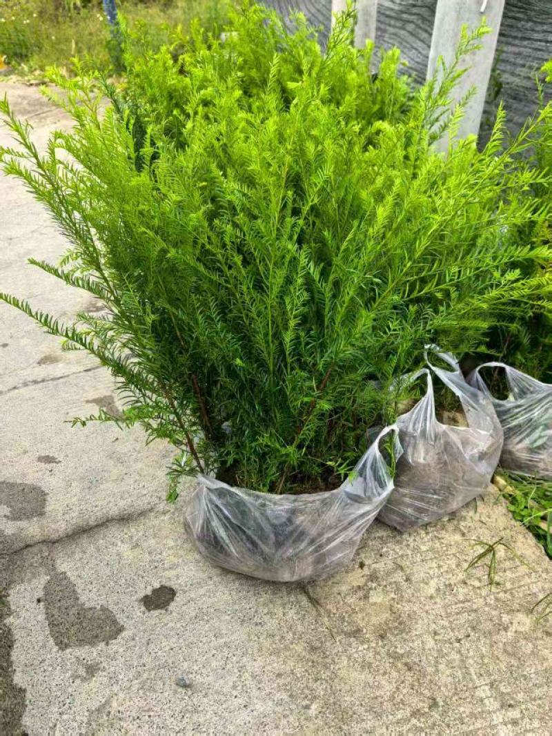 红豆杉杯苗产地直销一手货源提供技术指导全国发货可当地考察