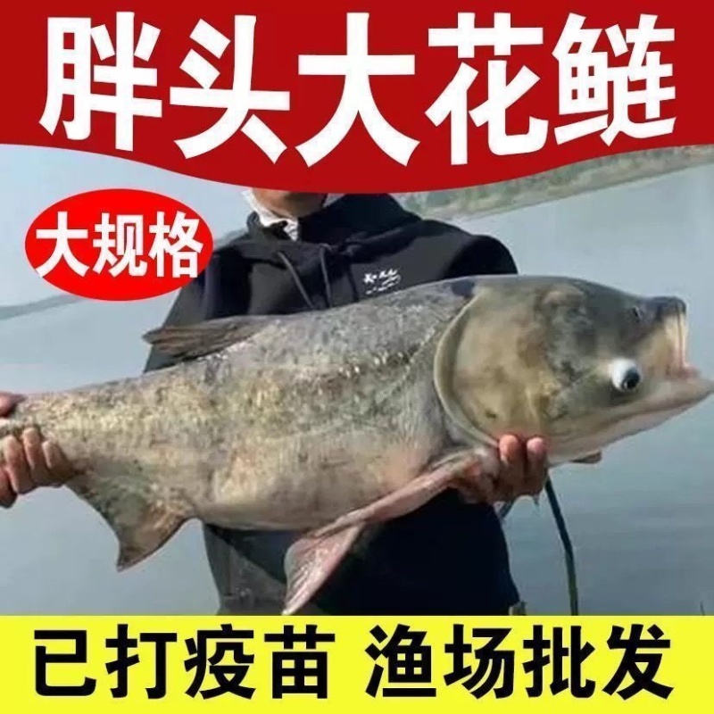 花鲢苗大头苗优质花鲢鳙鱼苗优质种苗胖头鱼