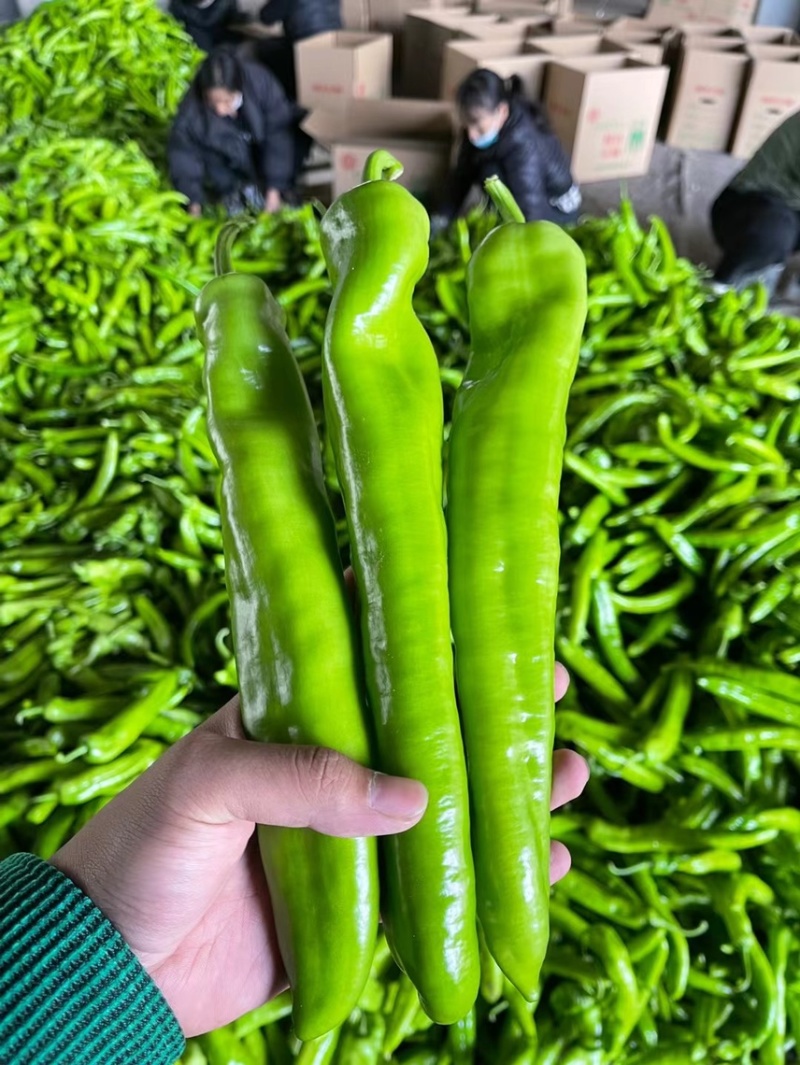 河南辣椒产地头茬青尖椒青黄皮尖椒粗果细果大量供应