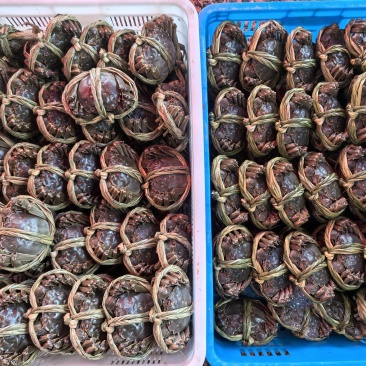 大闸蟹