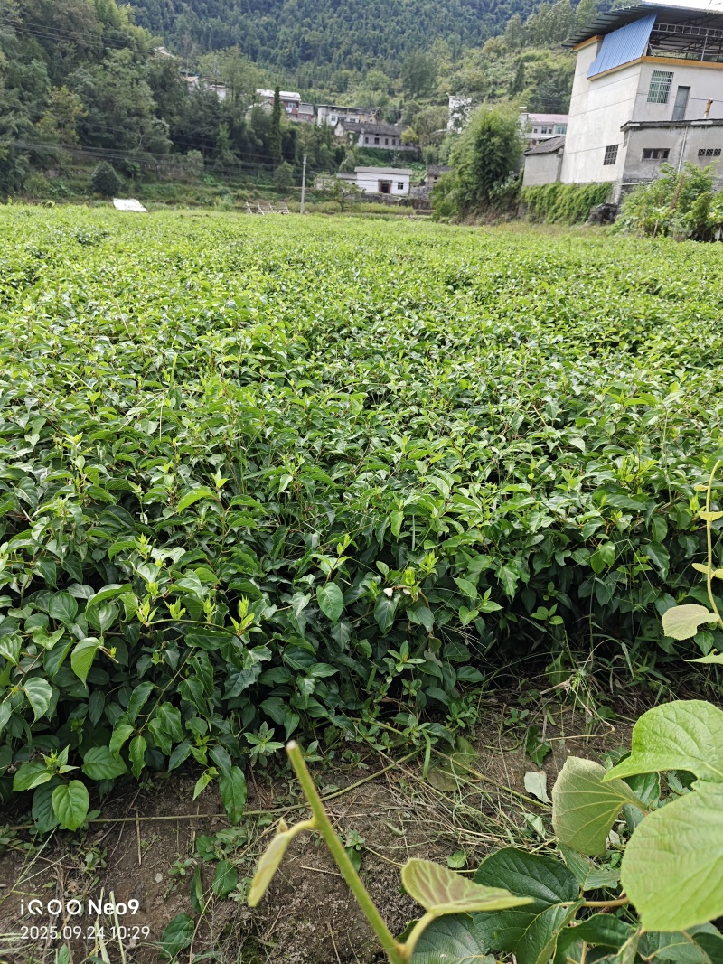 水杨桃实生苗大量供应，长势旺盛，根系发达，诚信经营