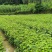 枫香苗湖北基地直发价格优诚信经营当地考察视频看货欢迎来电