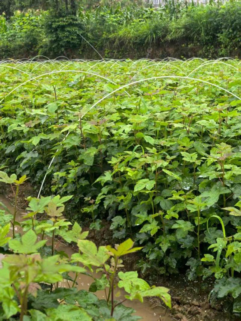 枫香苗湖北基地直发价格优诚信经营当地考察视频看货欢迎来电
