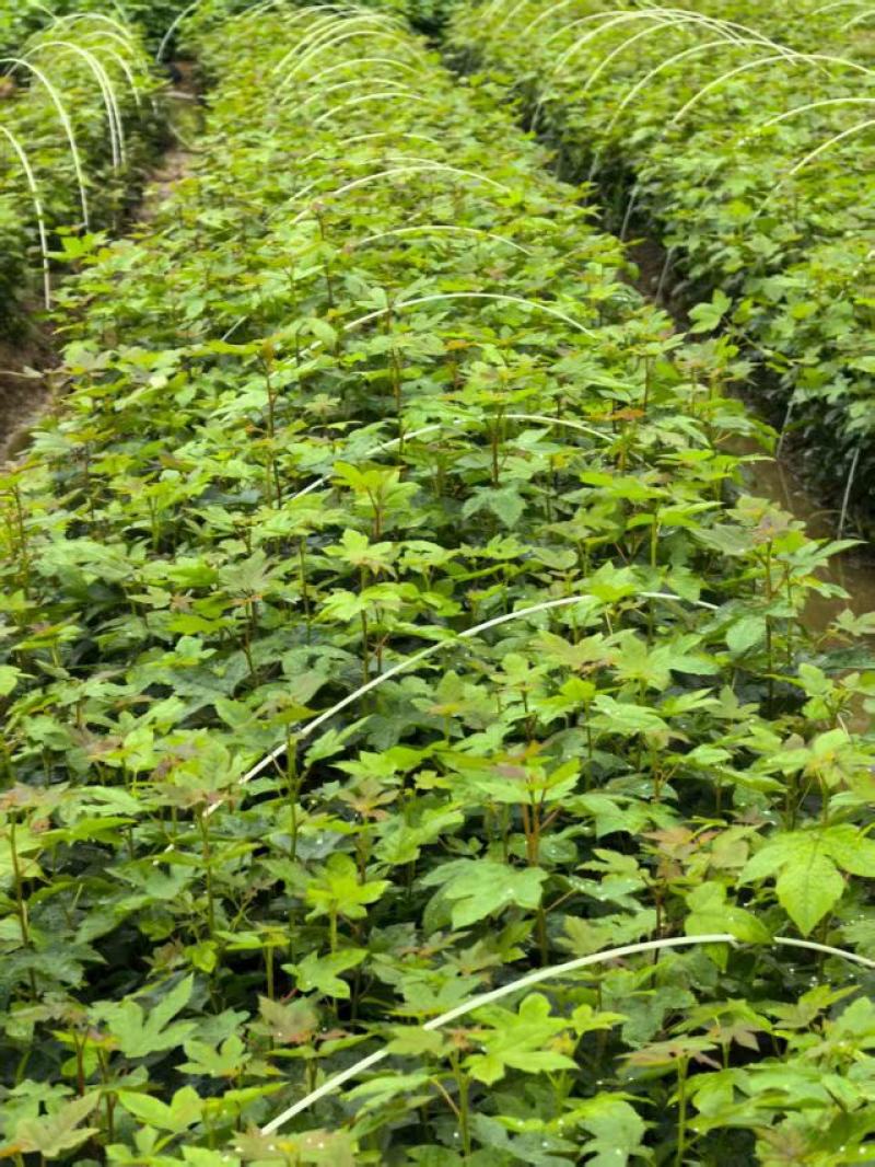 枫香苗湖北基地直发价格优诚信经营当地考察视频看货欢迎来电
