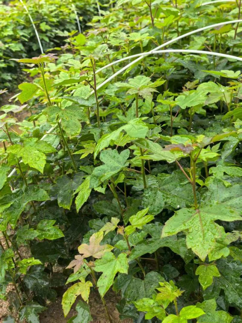 枫香苗湖北基地直发价格优诚信经营当地考察视频看货欢迎来电