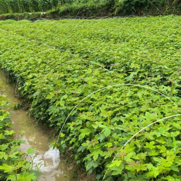 枫香苗湖北基地直发价格优诚信经营当地考察视频看货欢迎来电
