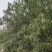 新疆灰枣品类齐全各种规格都有对接批发采购商超
