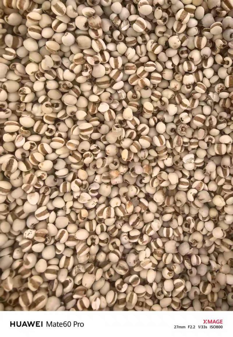 薏米品质保证服务周到产地直发一手货源