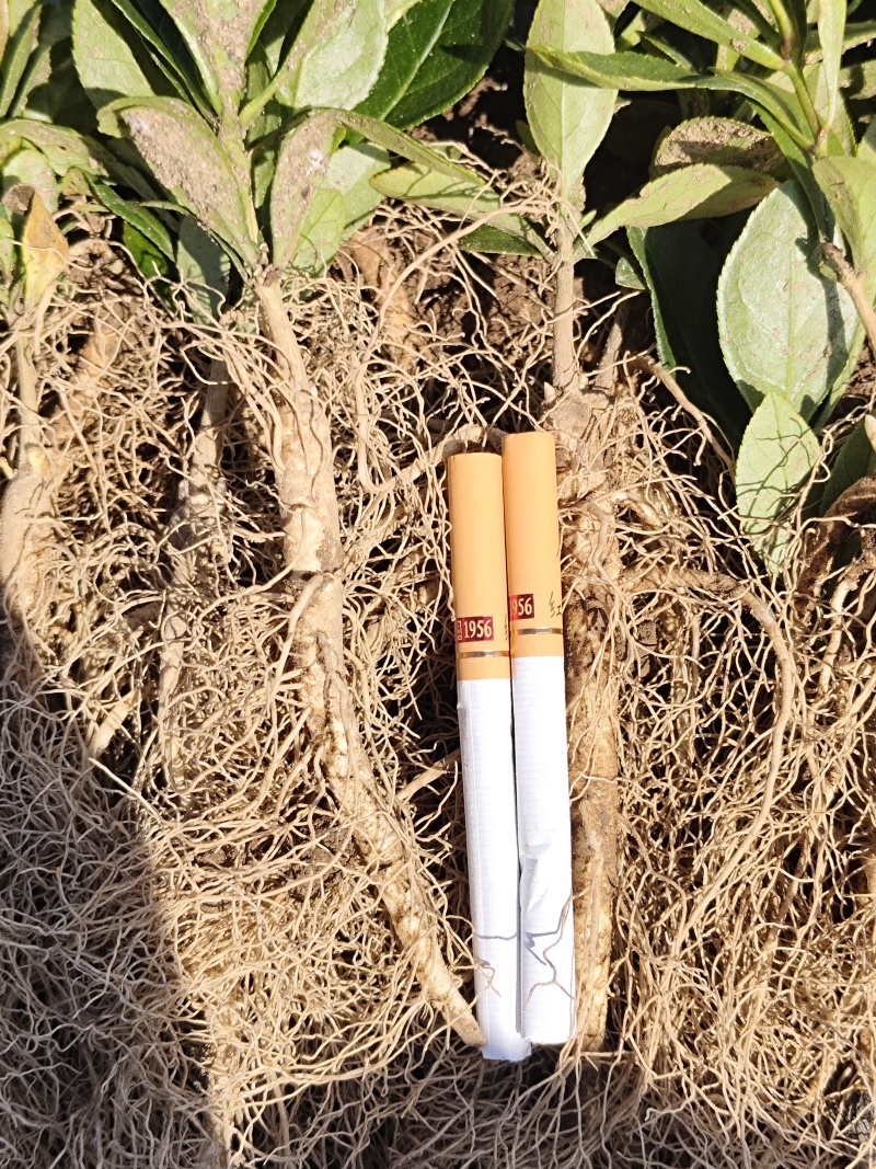 粉花阔叶白鲜皮一年苗