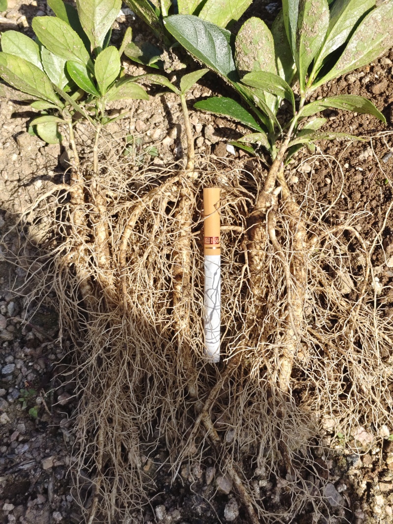 粉花阔叶白鲜皮一年苗